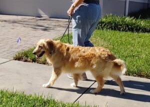 Dog training port orange fl