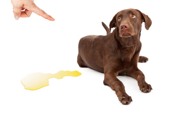 Why does training your dog work to solve multiple behavior issues