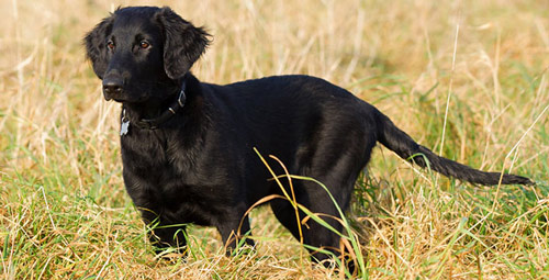 dog trainer new smyrna beach fl